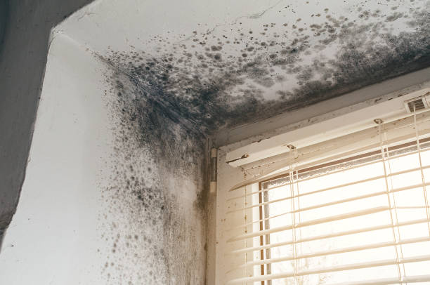 Affordable Attic Mold Remediation solutions in Missouri City, TX