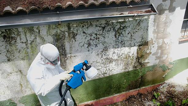 Top rated local Attic Mold Remediation specialists in Missouri City, TX